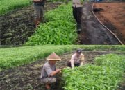 Bhabinkamtibmas Bagan Keladi Aktif Kawal Ketahanan Pangan Nasional, Lahan Sayur Warga Tumbuh Produktif