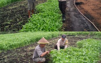 Bhabinkamtibmas Bagan Keladi Aktif Kawal Ketahanan Pangan Nasional, Lahan Sayur Warga Tumbuh Produktif