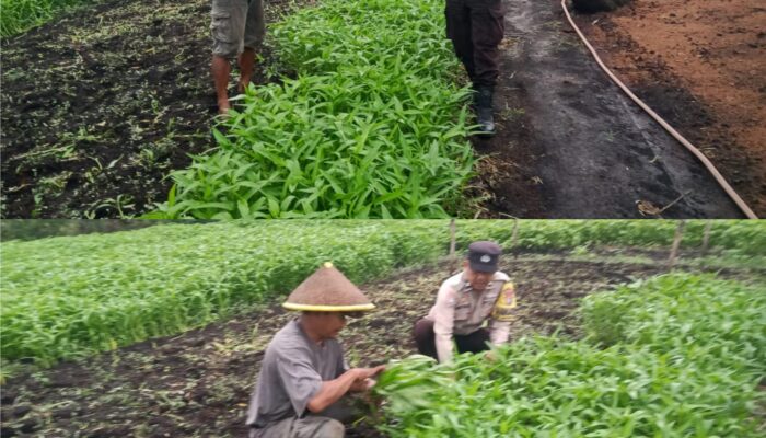 Bhabinkamtibmas Bagan Keladi Aktif Kawal Ketahanan Pangan Nasional, Lahan Sayur Warga Tumbuh Produktif