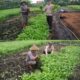 Bhabinkamtibmas Bagan Keladi Aktif Kawal Ketahanan Pangan Nasional, Lahan Sayur Warga Tumbuh Produktif