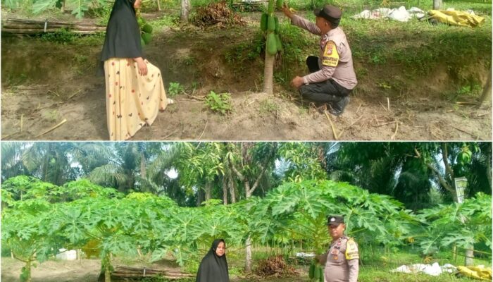Bhabinkamtibmas Mekar Sari Turun Langsung Kawal Ketahanan Pangan, Lahan Pepaya 1.800 Meter Jadi Bukti Keseriusan Program Nasional