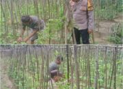 Bhabinkamtibmas Bukit Nenas Aktif Kawal Ketahanan Pangan Nasional, Tanaman Kacang Panjang