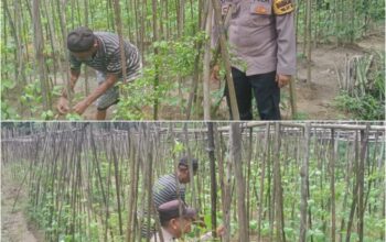 Bhabinkamtibmas Bukit Nenas Aktif Kawal Ketahanan Pangan Nasional, Tanaman Kacang Panjang