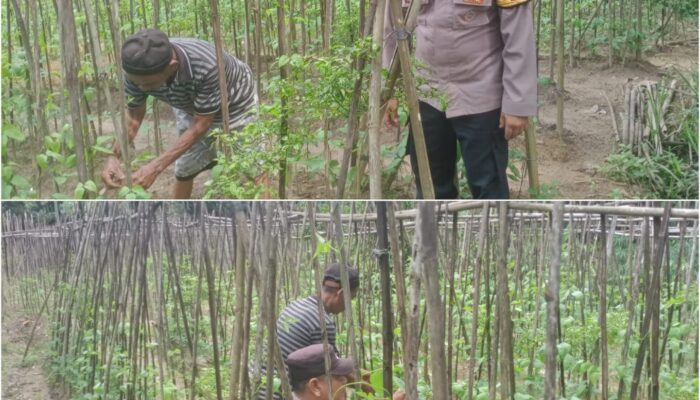 Bhabinkamtibmas Bukit Nenas Aktif Kawal Ketahanan Pangan Nasional, Tanaman Kacang Panjang