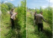 Bhabinkamtibmas Kelurahan Bagan Besar Timur Aktif Dampingi Petani dalam Pengecekan Pekarangan Pangan Bergizi Guna Mendukung Program Ketahanan Pangan Nasional