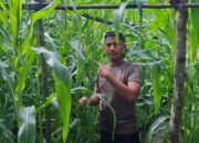 Kapolsek Bukit Kapur IPTU Zulfahli S.H.M.H Tegas Kawal Ketahanan Pangan, Turun Langsung Pantau Lahan Jagung Pipil Milik Warga