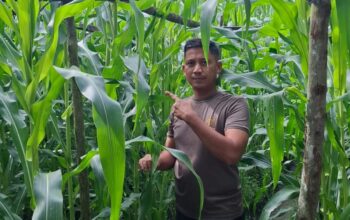 Kapolsek Bukit Kapur IPTU Zulfahli S.H.M.H Tegas Kawal Ketahanan Pangan, Turun Langsung Pantau Lahan Jagung Pipil Milik Warga