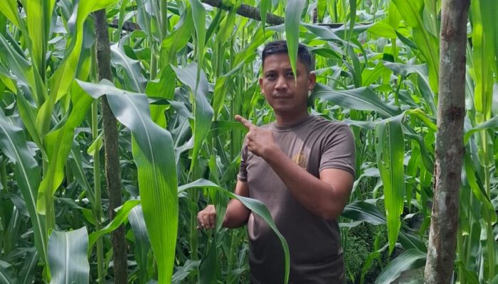 Kapolsek Bukit Kapur IPTU Zulfahli S.H.M.H Tegas Kawal Ketahanan Pangan, Turun Langsung Pantau Lahan Jagung Pipil Milik Warga