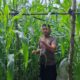 Kapolsek Bukit Kapur IPTU Zulfahli S.H.M.H Tegas Kawal Ketahanan Pangan, Turun Langsung Pantau Lahan Jagung Pipil Milik Warga