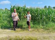 Kapolsek Payung Sekaki Rafidin L. Gaol Tinjau Langsung Lahan Jagung Ketahanan Pangan, Panen Diperkirakan Awal Juni 2026