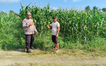 Kapolsek Payung Sekaki Rafidin L. Gaol Tinjau Langsung Lahan Jagung Ketahanan Pangan, Panen Diperkirakan Awal Juni 2026