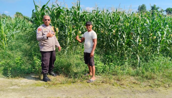 Kapolsek Payung Sekaki Rafidin L. Gaol Tinjau Langsung Lahan Jagung Ketahanan Pangan, Panen Diperkirakan Awal Juni 2026