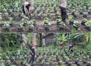Bhabinkamtibmas Polsek Sungai Sembilan Perkuat Ketahanan Pangan Nasional, Langsung Pekarangan Bergizi Warga