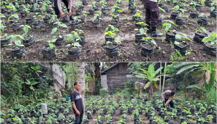 Bhabinkamtibmas Polsek Sungai Sembilan Perkuat Ketahanan Pangan Nasional, Langsung Pekarangan Bergizi Warga