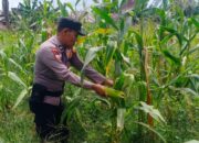 Polsek Batu Hampar Cek Tanaman Jagung Kwartal I, Dukung Ketahanan Pangan Asta Cita Presiden