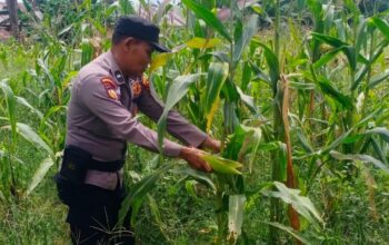 Polsek Batu Hampar Cek Tanaman Jagung Kwartal I, Dukung Ketahanan Pangan Asta Cita Presiden
