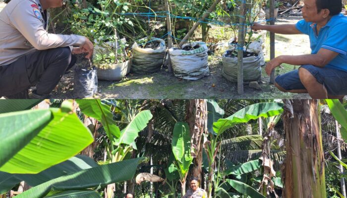 Bhabinkamtibmas Kelurahan Bumi Ayu Aktif Dampingi Petani, Wujud Nyata Dukung Ketahanan Pangan