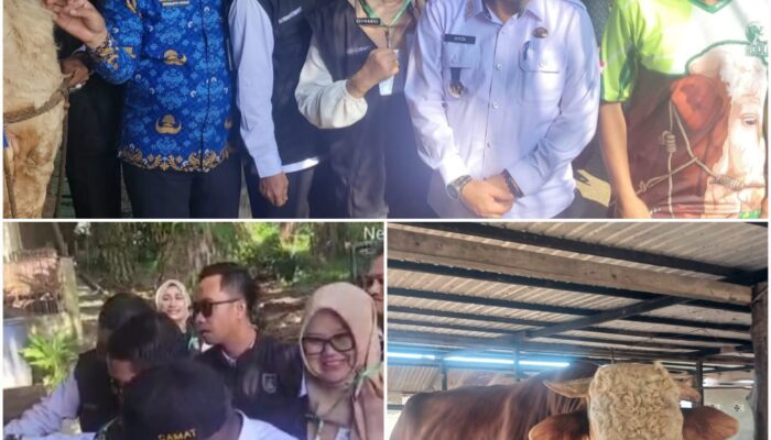 Eliwanis SKM Tegaskan Pengawasan Hewan Kurban Harus Maksimal dan Profesional