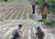 Personel Polsek Bukit Kapur Dampingi Petani, Pantau Perkembangan Jagung Pipil untuk Ketahanan Pangan