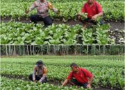 BHABINKAMTIBMAS KELURAHAN RATU SIMA BERSAMA PETANI CEK PEKARANGAN PANGAN BERGIZI DUKUNG KETAHANAN PANGAN NASIONAL