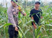 Polsek Tambusai Cinta Petani, Dampingi Petani Jagung Dukung Swasembada Pangan Nasional