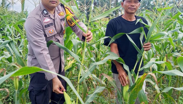 Polsek Tambusai Cinta Petani, Dampingi Petani Jagung Dukung Swasembada Pangan Nasional