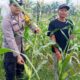 Polsek Tambusai Cinta Petani, Dampingi Petani Jagung Dukung Swasembada Pangan Nasional