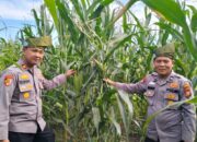 Kapolsek Batu Hampar IPTU Romi Yendri Cek Tanaman Jagung Kwartal I, Dukung Program Ketahanan Pangan Nasional