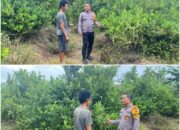 Bhabinkamtibmas Bukit Datuk Turun Langsung Cek Pekarangan Pangan Bergizi Bersama Petani