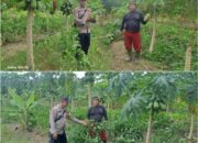 BHABINKAMTIBMAS DUMAI BARAT CEK PEKARANGAN PANGAN BERGIZI