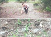Bhabinkamtibmas Bukit Kapur Cek Pertumbuhan Jagung Pipil Dukung Ketahanan Pangan