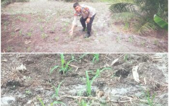 Bhabinkamtibmas Bukit Kapur Cek Pertumbuhan Jagung Pipil Dukung Ketahanan Pangan