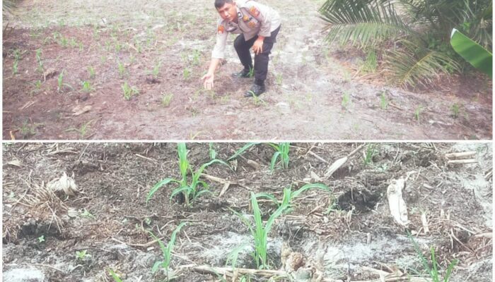 Bhabinkamtibmas Bukit Kapur Cek Pertumbuhan Jagung Pipil Dukung Ketahanan Pangan