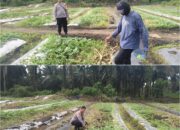 BHABINKAMTIBMAS Kelurahan Bukit Kayu Kapur Aktif Dampingi Petani , Pastikan Program Ketahanan Pangan Nasional Berjalan Optimal