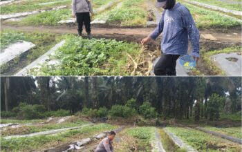 BHABINKAMTIBMAS Kelurahan Bukit Kayu Kapur Aktif Dampingi Petani , Pastikan Program Ketahanan Pangan Nasional Berjalan Optimal