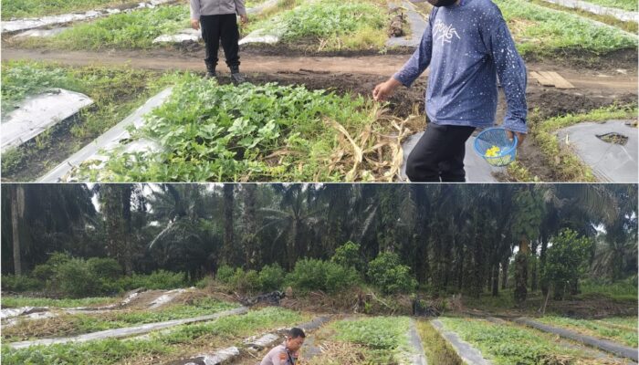 BHABINKAMTIBMAS Kelurahan Bukit Kayu Kapur Aktif Dampingi Petani , Pastikan Program Ketahanan Pangan Nasional Berjalan Optimal