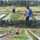 BHABINKAMTIBMAS Kelurahan Bukit Kayu Kapur Aktif Dampingi Petani , Pastikan Program Ketahanan Pangan Nasional Berjalan Optimal