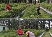 Bhabinkamtibmas Ratu Sima Aktif Dampingi Petani, Pekarangan Cabai Jadi Penguat Ketahanan Pangan