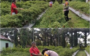 Bhabinkamtibmas Ratu Sima Aktif Dampingi Petani, Pekarangan Cabai Jadi Penguat Ketahanan Pangan