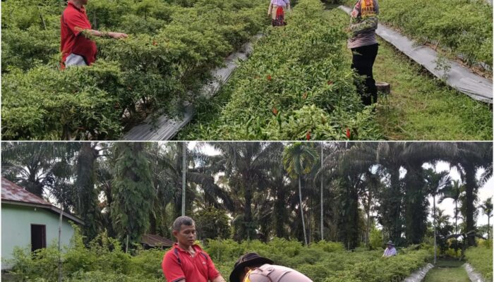 Bhabinkamtibmas Ratu Sima Aktif Dampingi Petani, Pekarangan Cabai Jadi Penguat Ketahanan Pangan