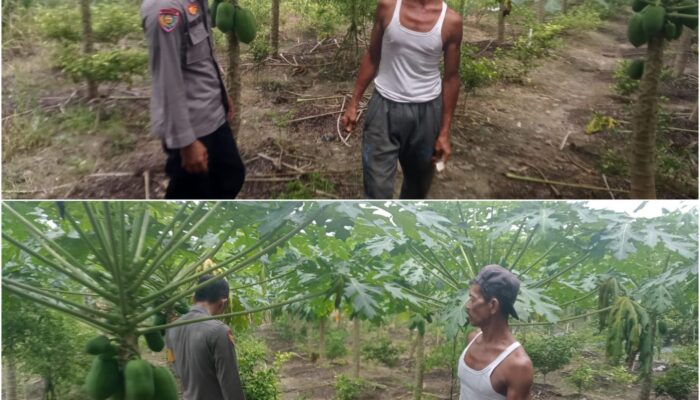 BHABINKAMTIBMAS BAGAN BESAR TIMUR AKTIF DAMPINGI PETANI WUJUDKAN KETAHANAN PANGAN NASIONAL