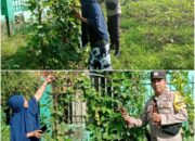 Bhabinkamtibmas Dumai Barat Aktif Dampingi Petani, Perkuat Ketahanan Pangan Nasional