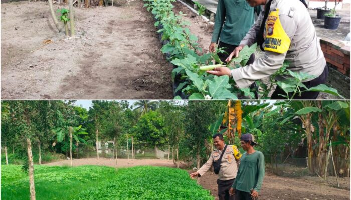 Bhabinkamtibmas Kelurahan Purnama Turun Langsung Dampingi Petani Wujudkan Ketahanan Pangan