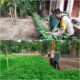 Bhabinkamtibmas Kelurahan Purnama Turun Langsung Dampingi Petani Wujudkan Ketahanan Pangan