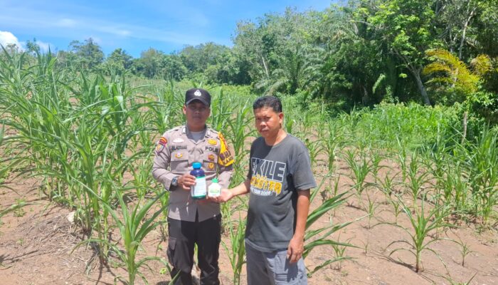 POLSEK TAMBUSAI CINTA PETANI, BERIKAN BANTUAN RACUN HAMA KEPADA PETANI