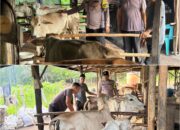 Bhabinkamtibmas Mekar Sari Turun Langsung Dampingi Peternak, Wujud Nyata Dukung Ketahanan Pangan Nasional