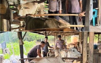 Bhabinkamtibmas Mekar Sari Turun Langsung Dampingi Peternak, Wujud Nyata Dukung Ketahanan Pangan Nasional