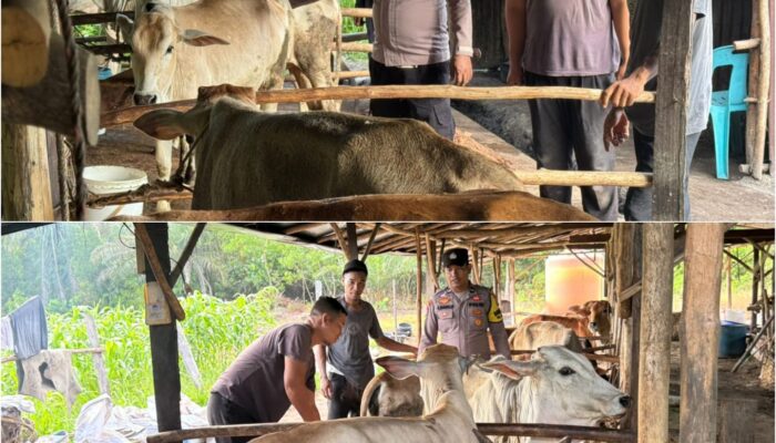 Bhabinkamtibmas Mekar Sari Turun Langsung Dampingi Peternak, Wujud Nyata Dukung Ketahanan Pangan Nasional