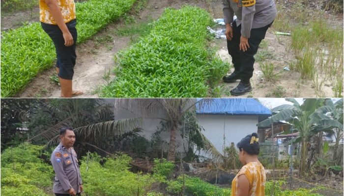 Bhabinkamtibmas Kampung Baru Aktif Dampingi Petani, Pekarangan Pangan Bergizi Tumbuh Subur