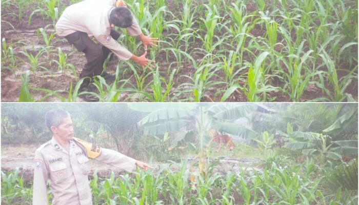 Polri Hadir Lahan Pertanian, Jagung Pipil di Bukit Kapur Tunjukkan Pertumbuhan Optimal